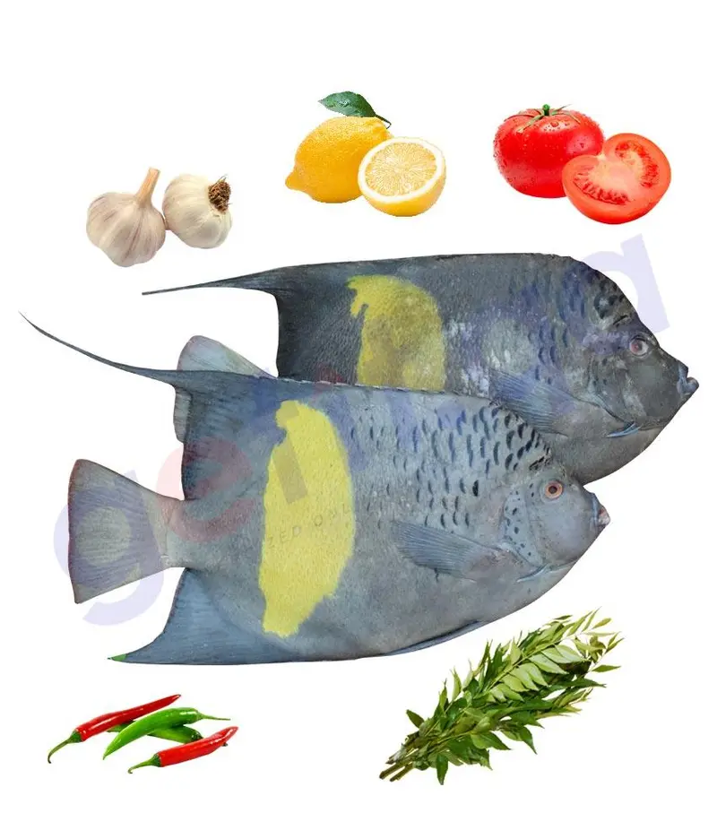 Anfooz - عنفوز - Yellow Bar Angel Fish 1