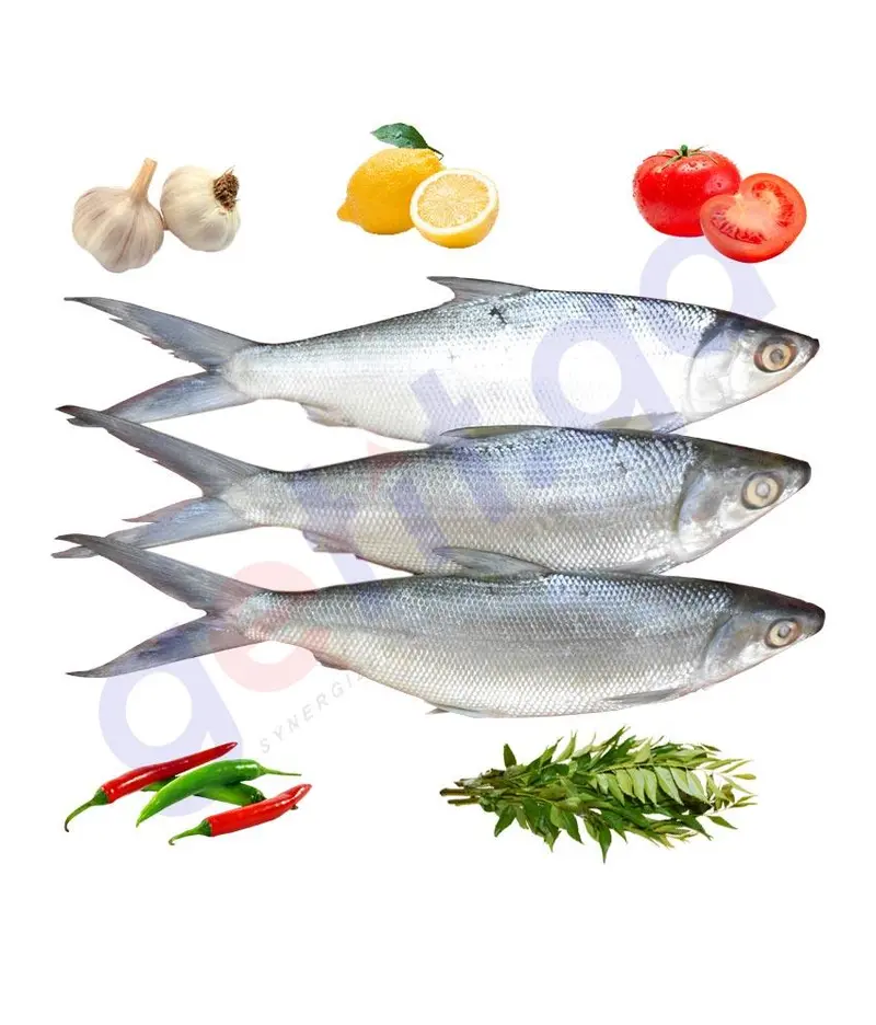 Chanos Chanos - Milk Fish Big 1