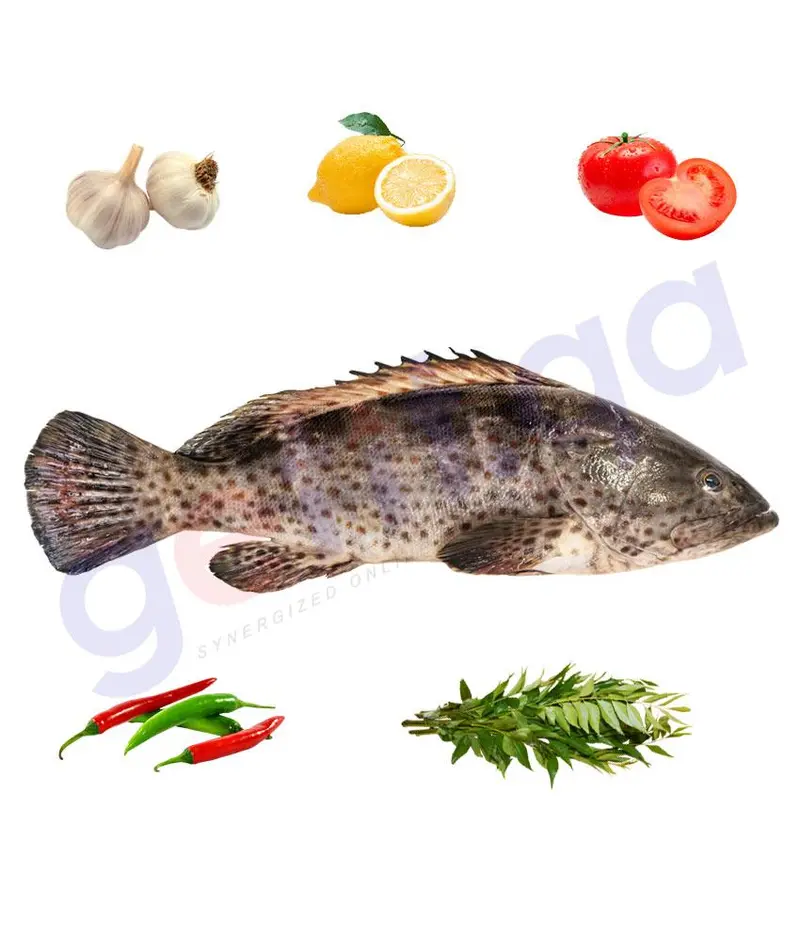 Hamoor - هامور - Orange Spotted Grouper (Big 8Kg Above) 1