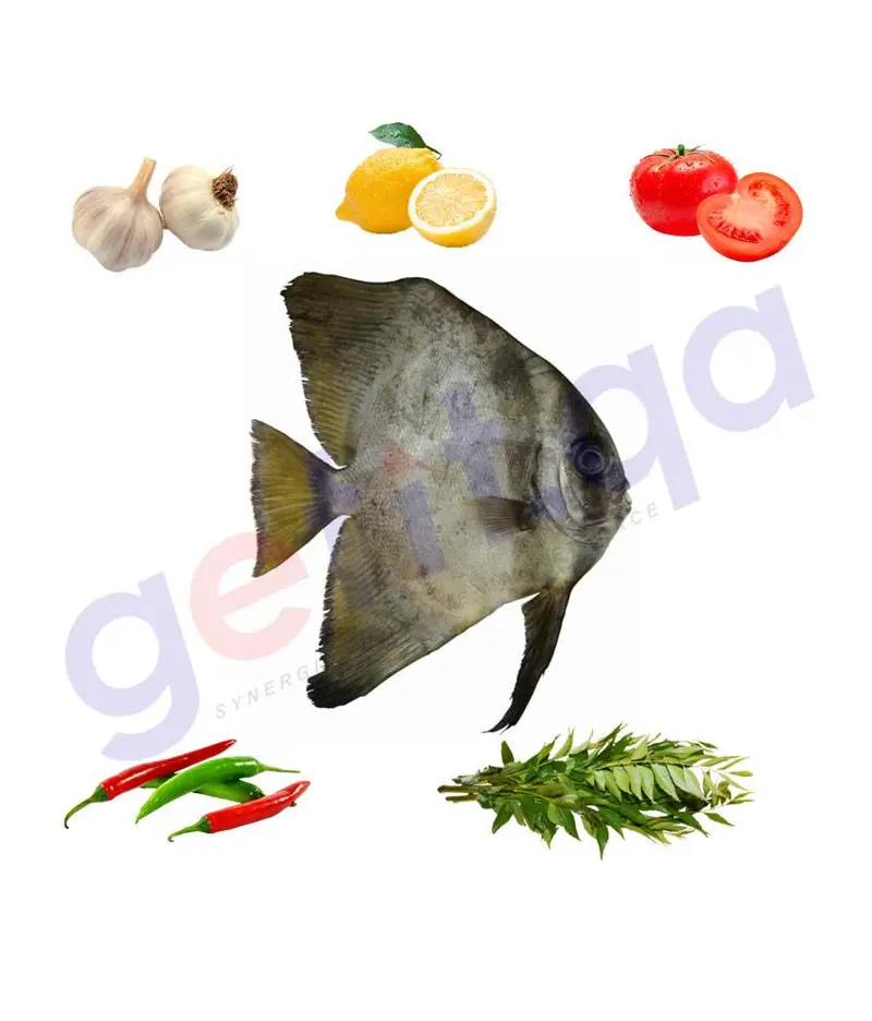 Imad - عماد - Round Batfish 1