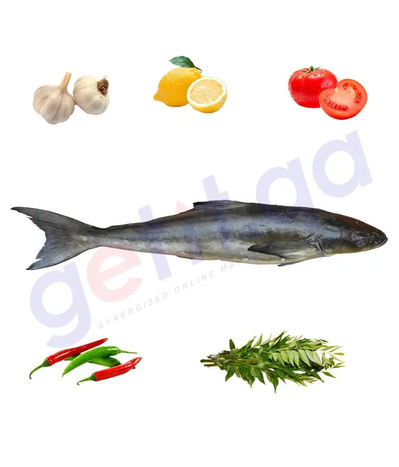 Siken (Modha)- سكن - Cobia - (Medium) 1