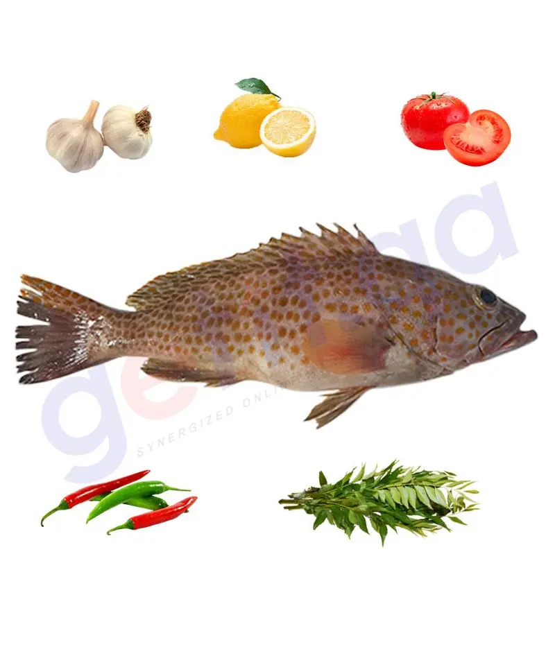 Summan - سمان - Smallscale Grouper  - Medium 1